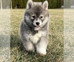 Small Photo #1 Pomsky Puppy For Sale in PITTSGROVE, NJ, USA