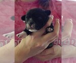 Small #6 French Bullhuahua