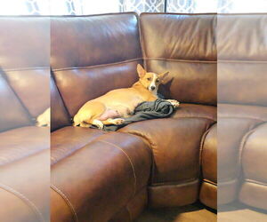 Father of the Pembroke Welsh Corgi puppies born on 07/20/2025