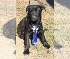 Shepradors Dogs for adoption in Bandera, TX, USA