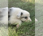 Small Photo #5 Australian Shepherd Puppy For Sale in ROYALSTON, MA, USA