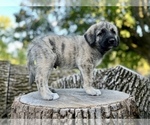 Puppy 1 Anatolian Shepherd-Poodle (Standard) Mix