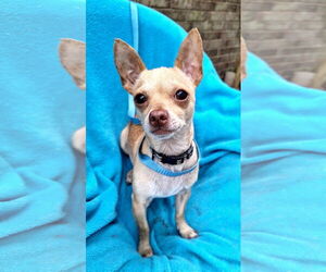 Chihuahua-Unknown Mix Dogs for adoption in Missouri City, TX, USA