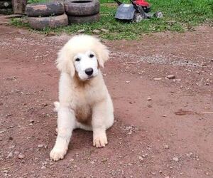 Medium Maremma Sheepdog