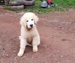 Puppy Puppy 5 Maremma Sheepdog