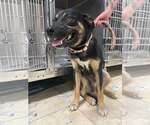Small Photo #4 German Shepherd Dog-Unknown Mix Puppy For Sale in Frenchburg, KY, USA