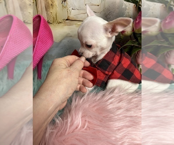 Medium Photo #9 Chihuahua Puppy For Sale in TRACY, CA, USA
