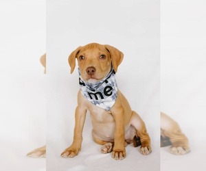 Staffordshire Bull Terrier-Unknown Mix Dogs for adoption in Princeton, MN, USA