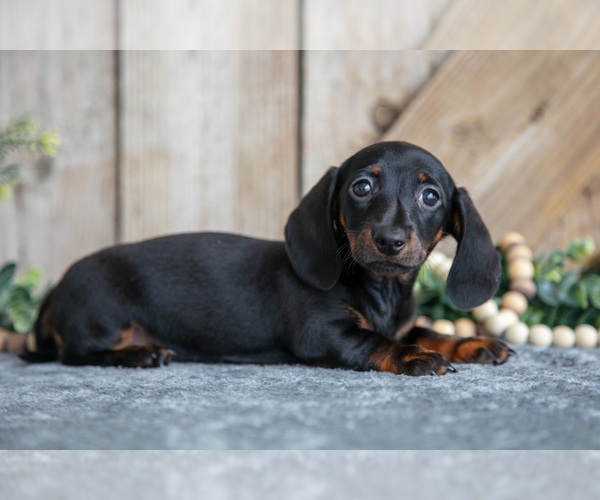 Medium Photo #2 Dachshund Puppy For Sale in GREENWICH, OH, USA