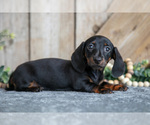 Small #1 Dachshund
