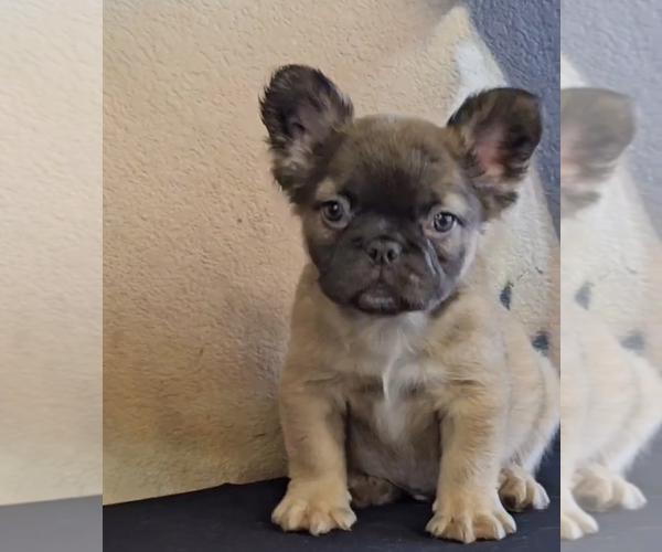 Medium Photo #19 French Bulldog Puppy For Sale in SAN JOSE, CA, USA