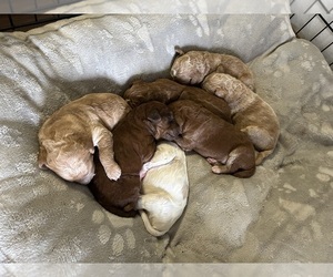 Australian Labradoodle Puppy for Sale in WATFORD CITY, North Dakota USA