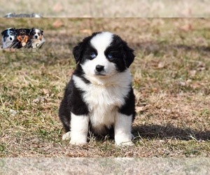 Australian Shepherd Puppy for sale in EASTON, MO, USA