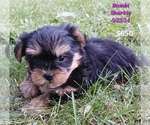 Puppy Bambi Shorkie Tzu