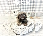 Small Photo #1 Shih Tzu Puppy For Sale in MARIETTA, GA, USA