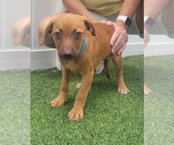 Medium Photo #2 Mutt Puppy For Sale in Pompano Beach , FL, USA