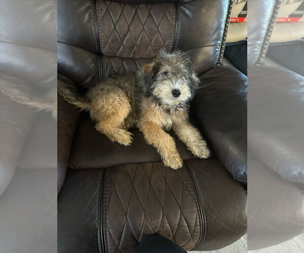 Medium Photo #5 Miniature Bernedoodle Puppy For Sale in Valrico, FL, USA