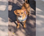 Small #1 Chihuahua Mix