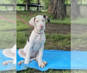 Great Dane Dogs for adoption in HOPKINSVILLE/PRINCETON, KY, NH, USA