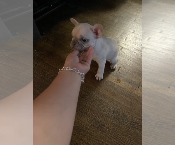 Medium Photo #1 French Bulldog Puppy For Sale in FORT WORTH, TX, USA