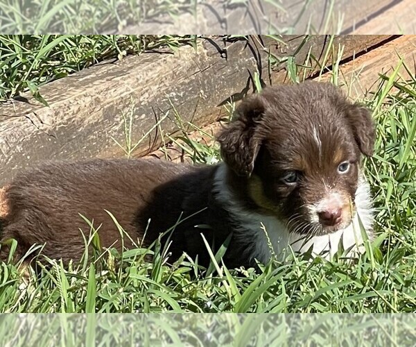 Medium Photo #1 Australian Shepherd Puppy For Sale in MORELAND, GA, USA
