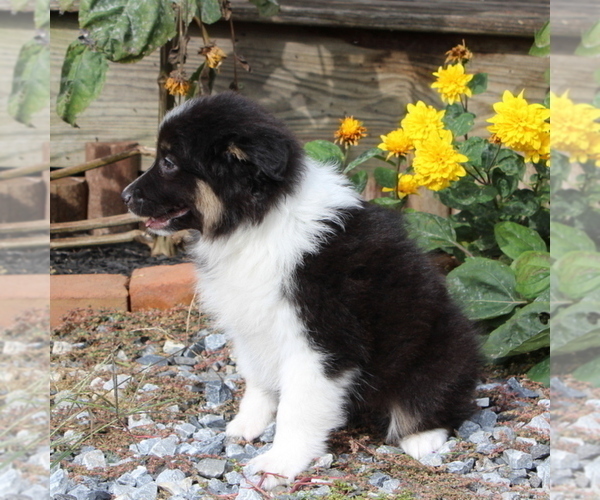 Medium Photo #3 Australian Shepherd Puppy For Sale in STRASBURG, PA, USA