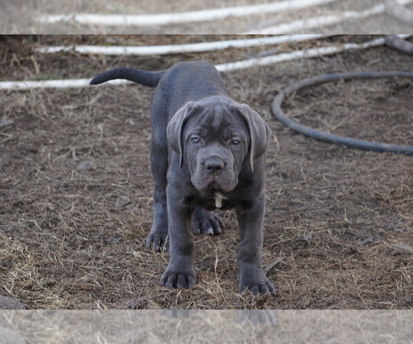 Medium Photo #1 Cane Corso Puppy For Sale in COLONIAL HEIGHTS, VA, USA