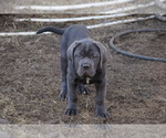 Puppy Argenta Cane Corso