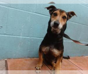 Rat Terrier Dogs for adoption in Downey, CA, USA