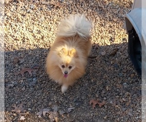 Father of the Pomeranian puppies born on 03/04/2026