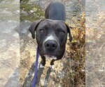 Small #37 American Pit Bull Terrier-American Staffordshire Terrier Mix