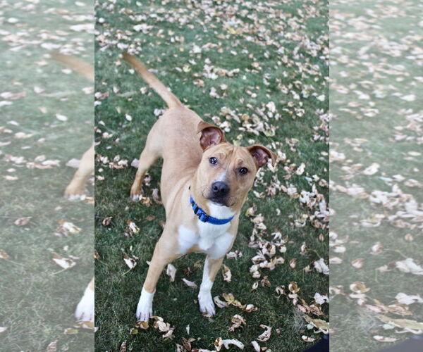 Medium Photo #3 Boxer-Unknown Mix Puppy For Sale in Brooklyn Center, MN, USA