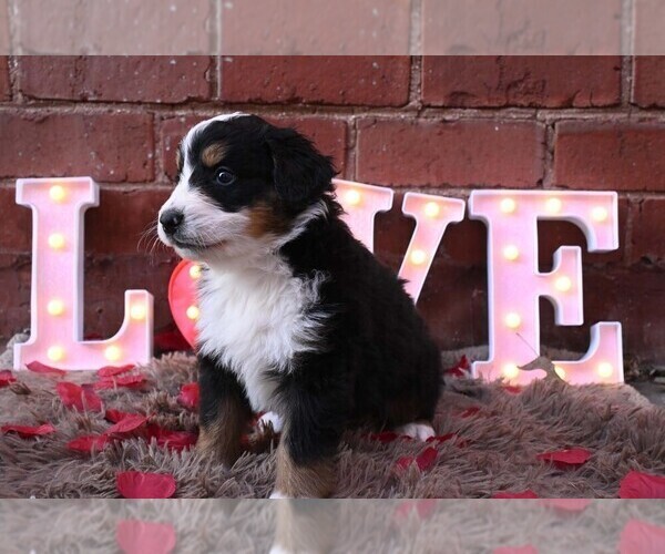 Medium Photo #16 Bernedoodle Puppy For Sale in ELMWOOD, IL, USA