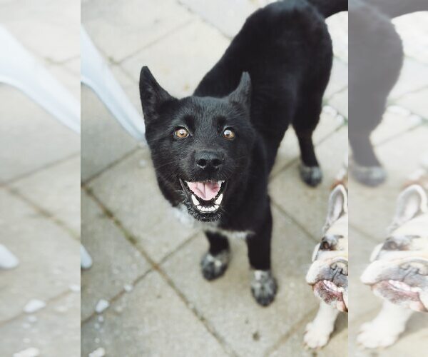 Medium Photo #2 Siberian Husky-Unknown Mix Puppy For Sale in FAIRLAWN, OH, USA