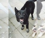 Small #1 Siberian Husky Mix