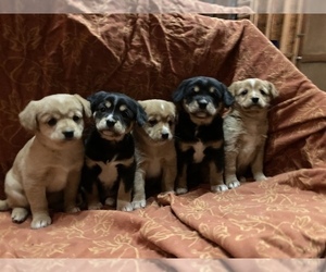 Cava Inu Puppy for sale in CURTISS, WI, USA