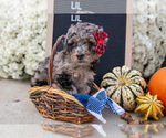 Small #1 Miniature Labradoodle