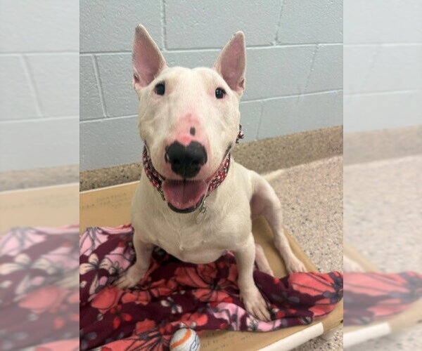 Medium Photo #1 Bull Terrier Puppy For Sale in Brighton, CO, USA
