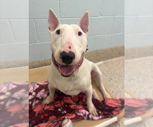 Bull Terrier Dogs for adoption in Brighton, CO, USA