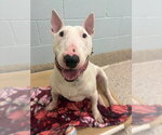 Small Bull Terrier