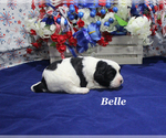 Small #4 Cavapoo