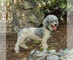 Small Photo #1 Labradoodle-Poodle (Miniature) Mix Puppy For Sale in BERNVILLE, PA, USA