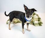 Small #4 Jack-Rat Terrier