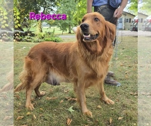 Mother of the Golden Retriever puppies born on 03/07/2026