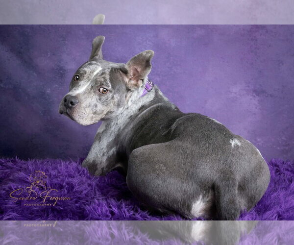 Medium Photo #6 Catahoula Leopard Dog-Unknown Mix Puppy For Sale in Munford, TN, USA