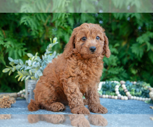 Medium Photo #19 Cavapoo (Miniature) Puppy For Sale in KIRKWOOD, PA, USA