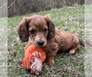 Cavaton Puppy for sale in MIDDLEBURY, IN, USA