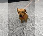 Small Photo #4 Chihuahua-Eurasier Mix Puppy For Sale in Front Royal, VA, USA