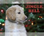 Small Photo #8 Goldendoodle Puppy For Sale in KERNERSVILLE, NC, USA
