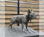 Small Photo #1 French Bulldog Puppy For Sale in Verdun, Quebec, Canada